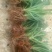 黄莺苗可用于园林工程绿化花束用途广泛全国都可发货
