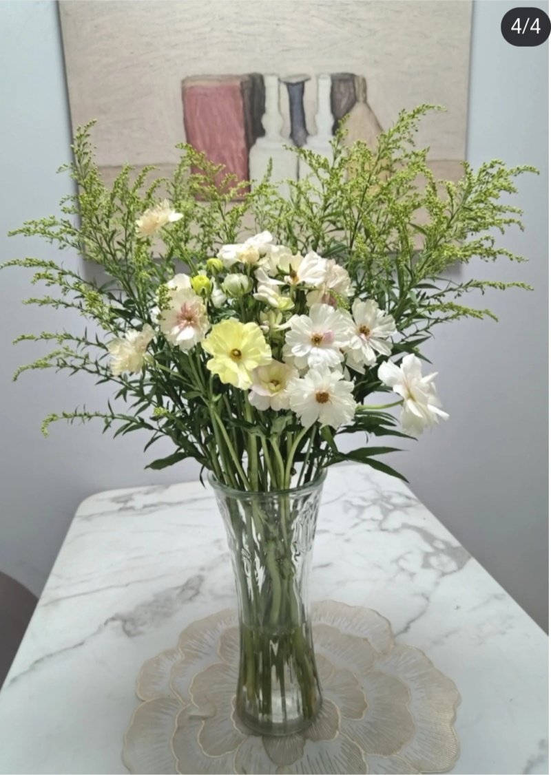黄莺苗可用于园林工程绿化花束用途广泛全国都可发货