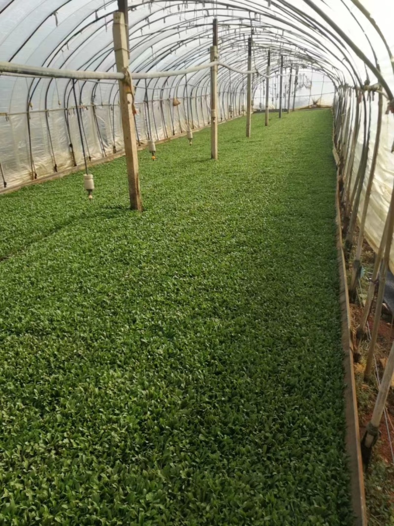 黄莺苗可用于园林工程绿化花束用途广泛全国都可发货