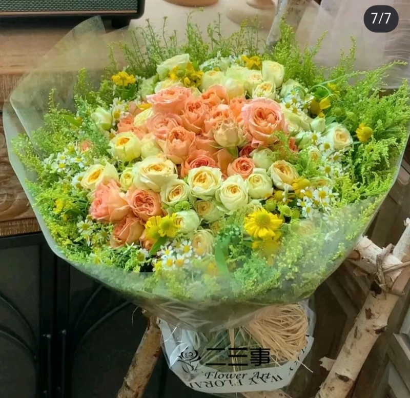黄莺苗可用于园林工程绿化花束用途广泛全国都可发货