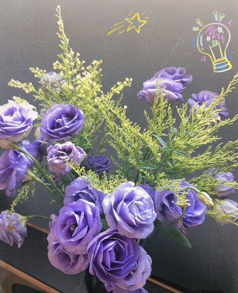 黄莺苗可用于园林工程绿化花束用途广泛全国都可发货