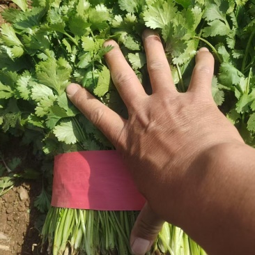 精品香菜杆青叶绿标准高度大量上市专业工人常年有货