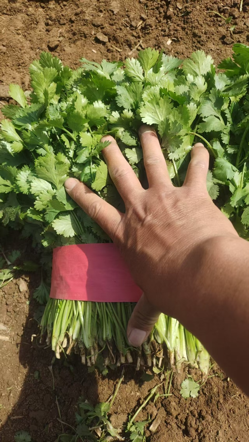 精品香菜杆青叶绿标准高度大量上市专业工人常年有货