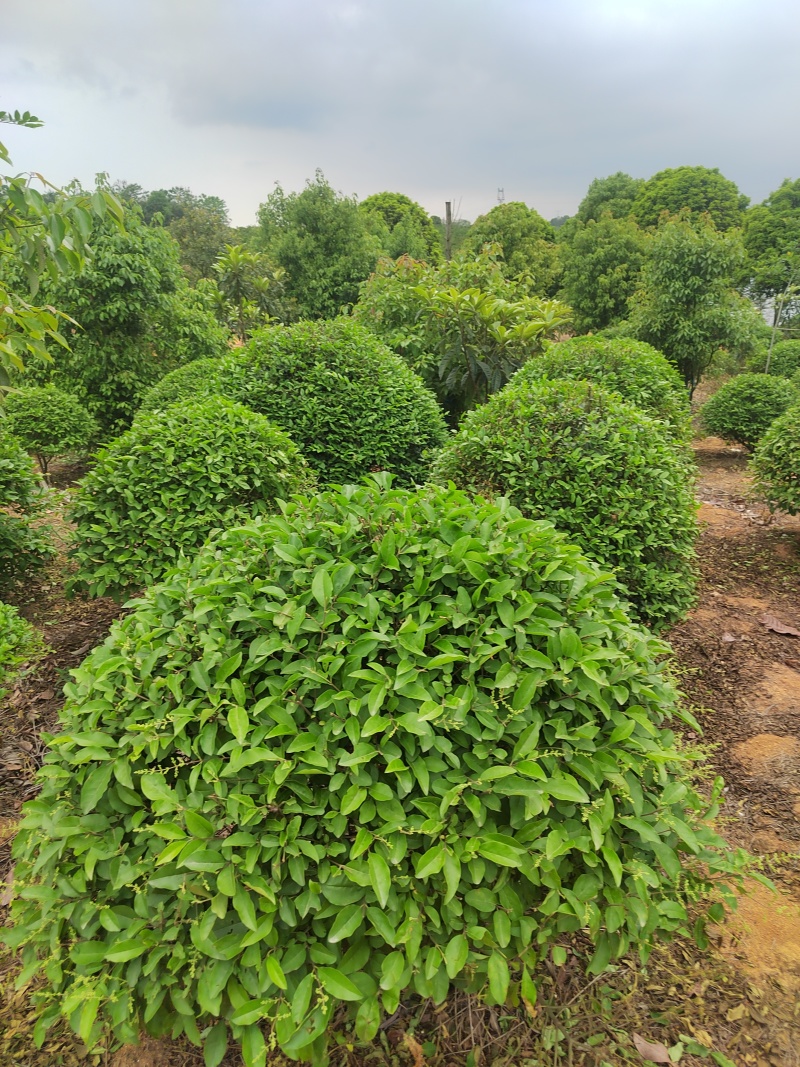 自家苗圃栽种的银姬小蜡球，低价出售！