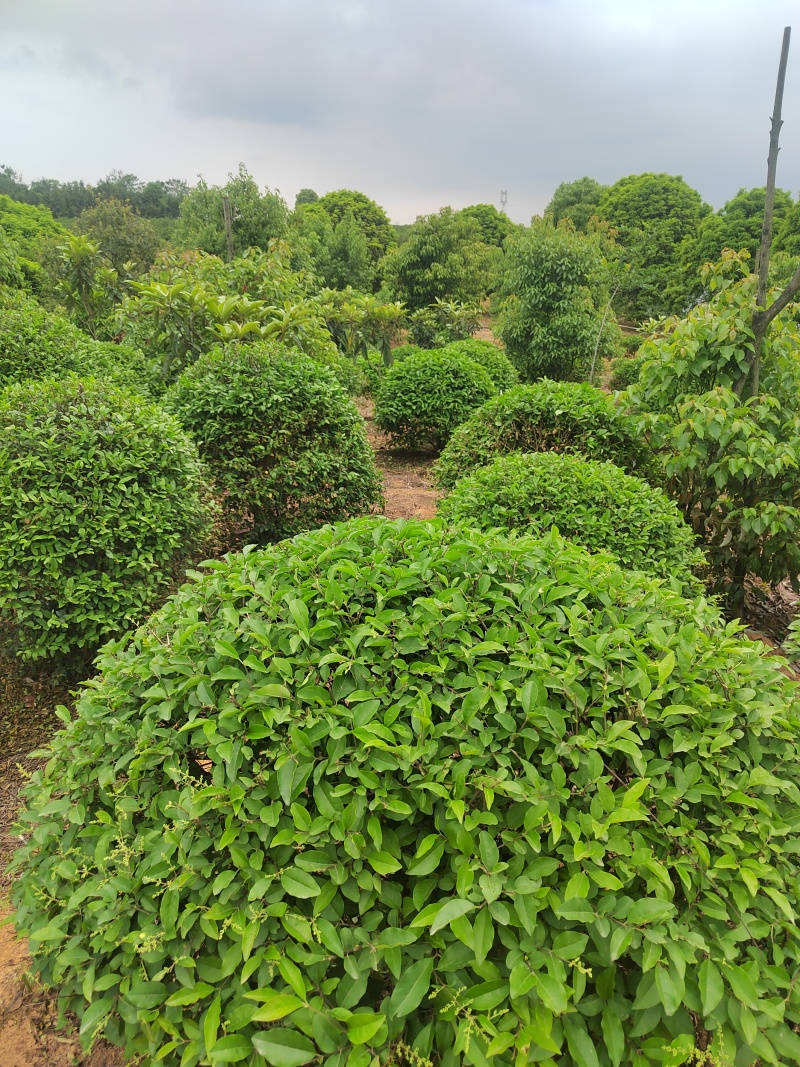自家苗圃栽种的银姬小蜡球，低价出售！