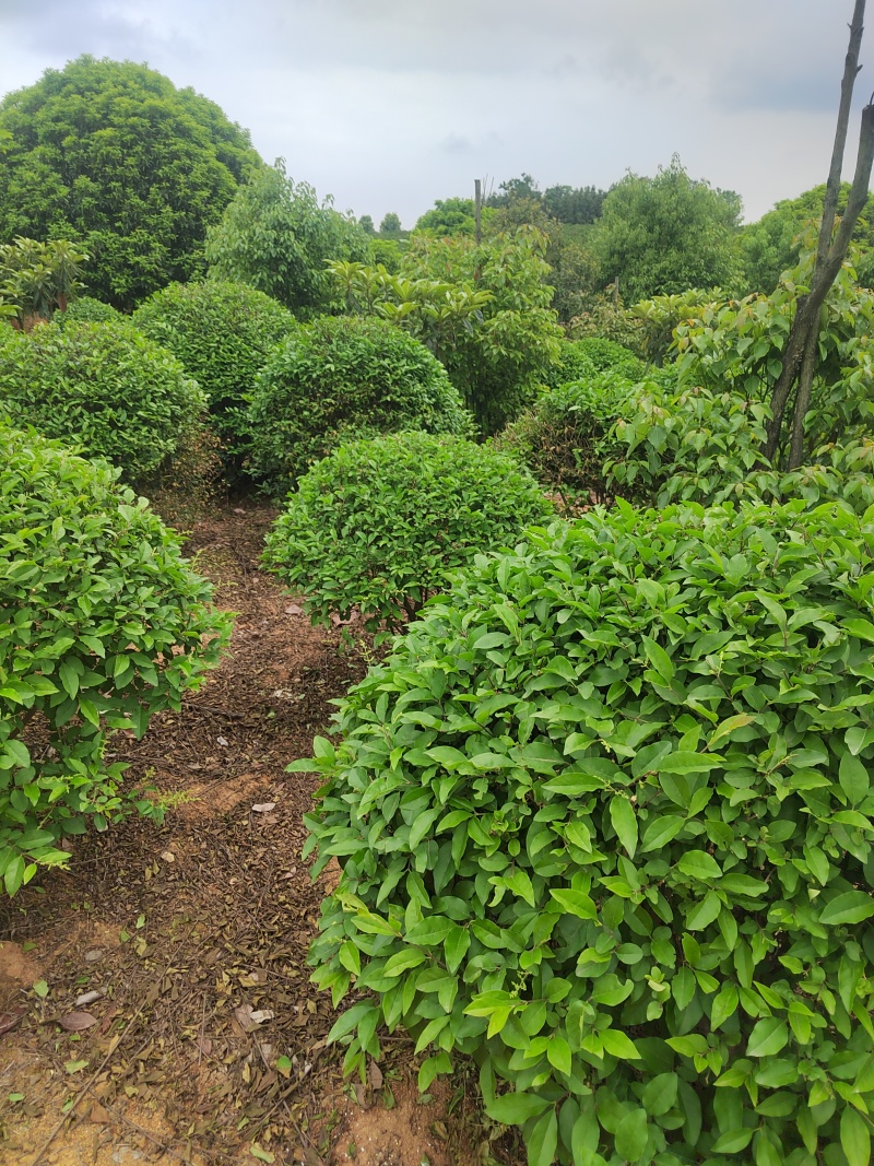 自家苗圃栽种的银姬小蜡球，低价出售！