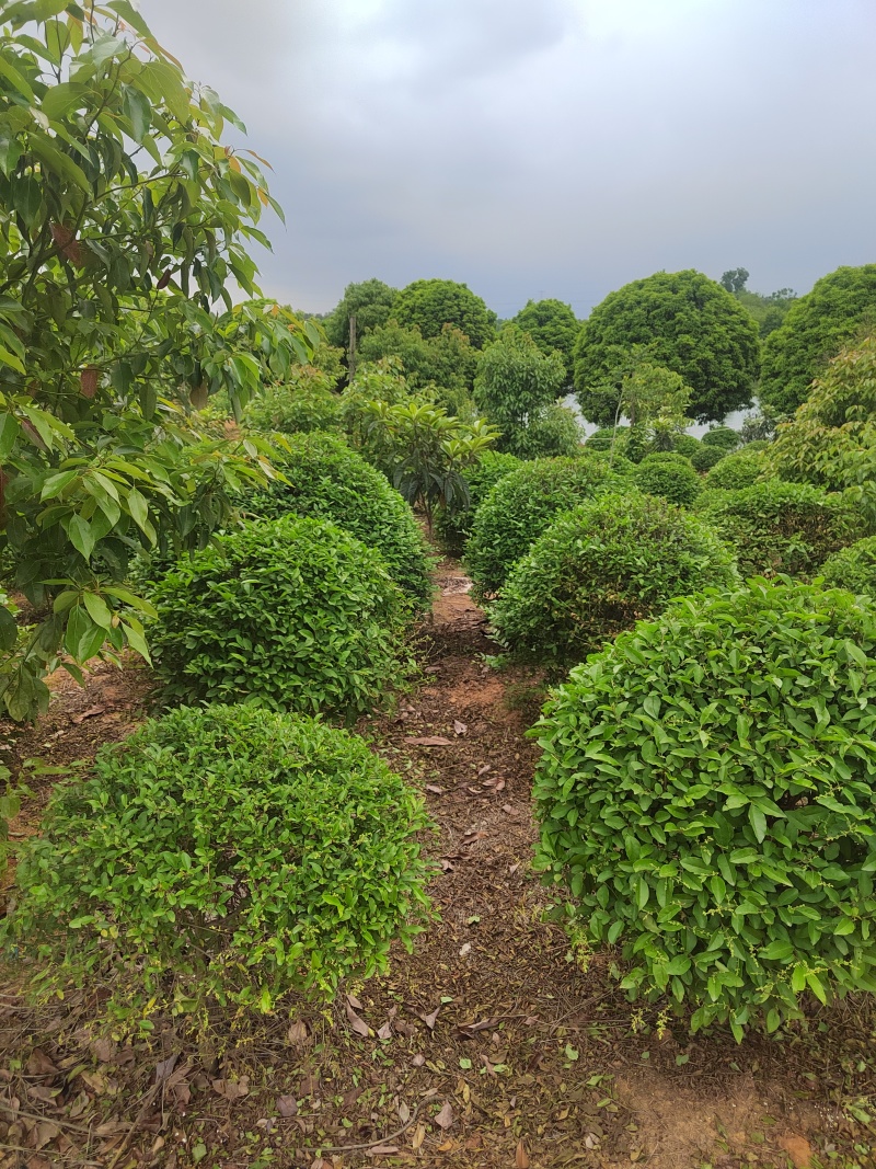 自家苗圃栽种的银姬小蜡球，低价出售！