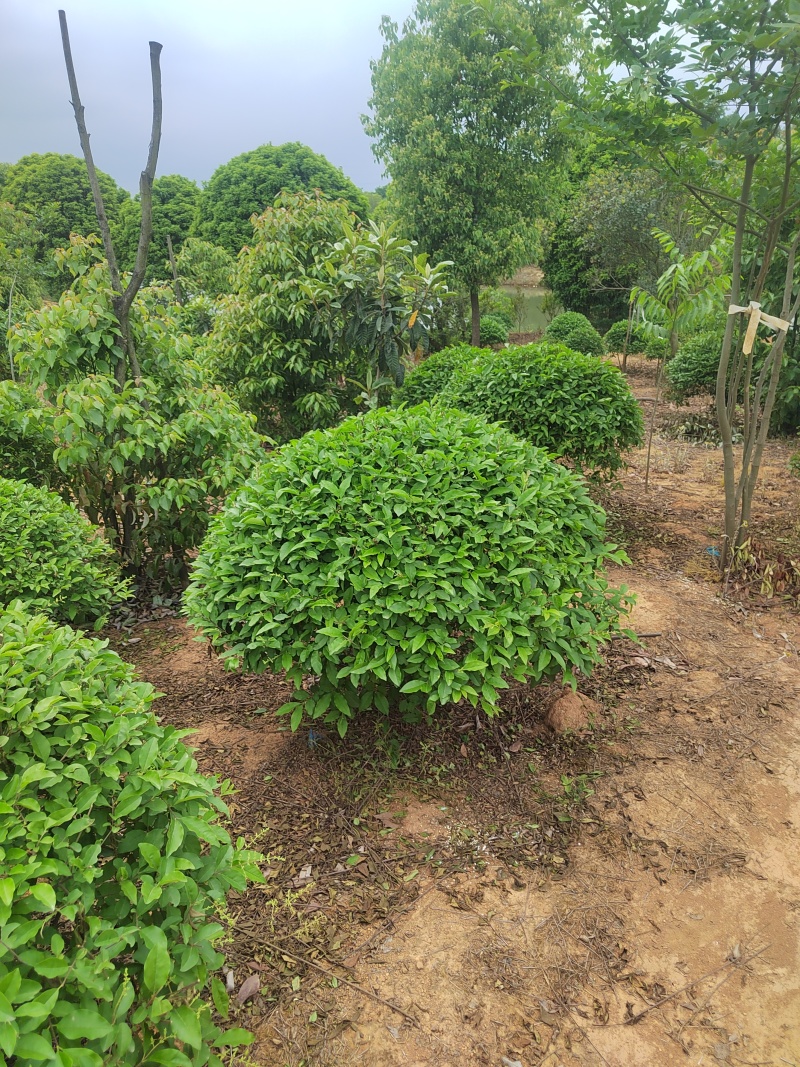 自家苗圃栽种的银姬小蜡球，低价出售！
