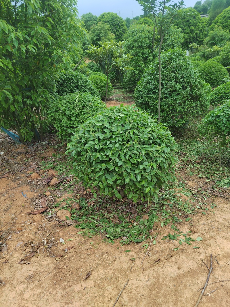 自家苗圃栽种的银姬小蜡球，低价出售！