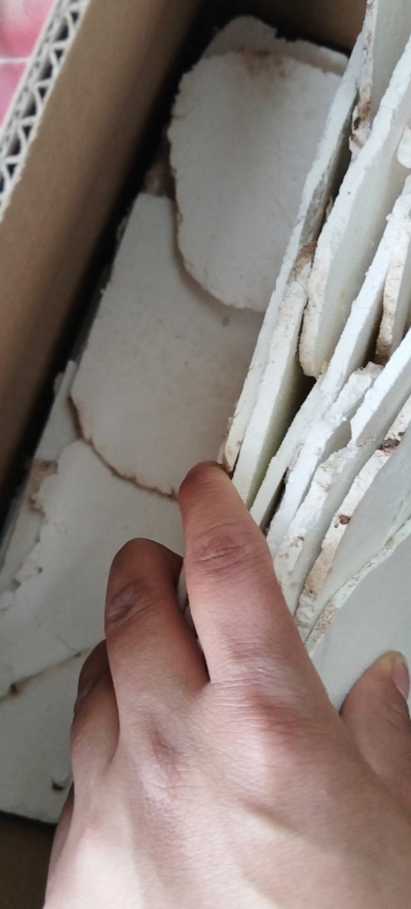 茯苓片