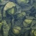 云南保山铁头橄榄大量上市