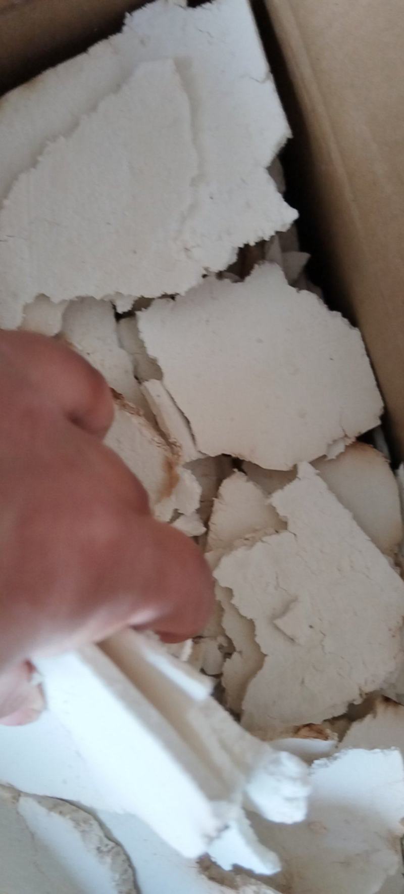 茯苓片
