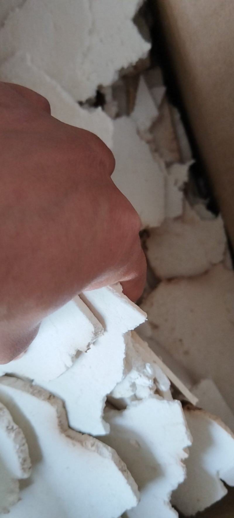 茯苓片