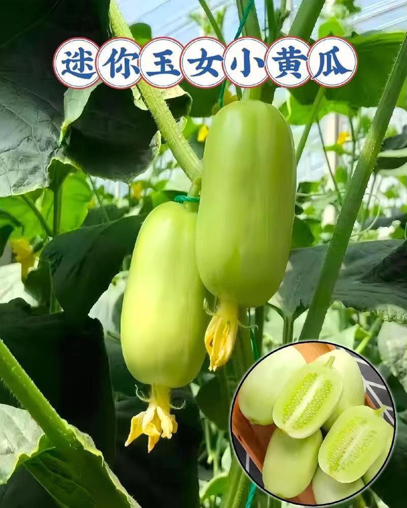 玉女小黄瓜、对接电商平台、支持一件代发、社区团购、快手、