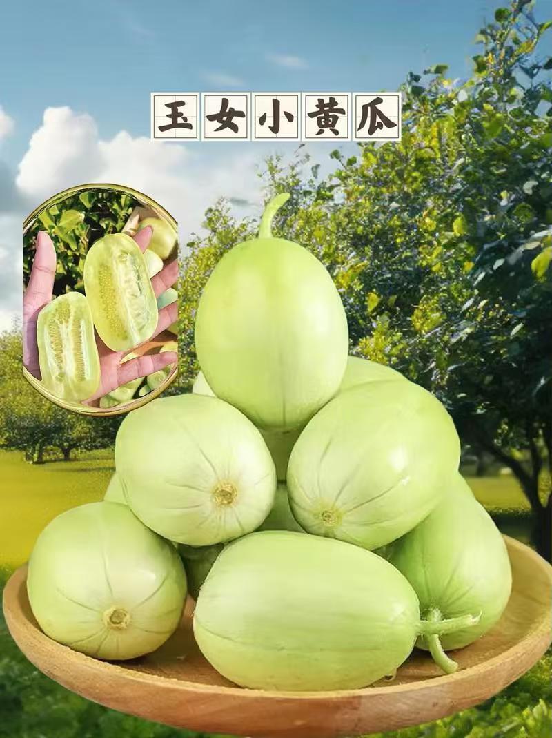 玉女小黄瓜、对接电商平台、支持一件代发、社区团购、快手、