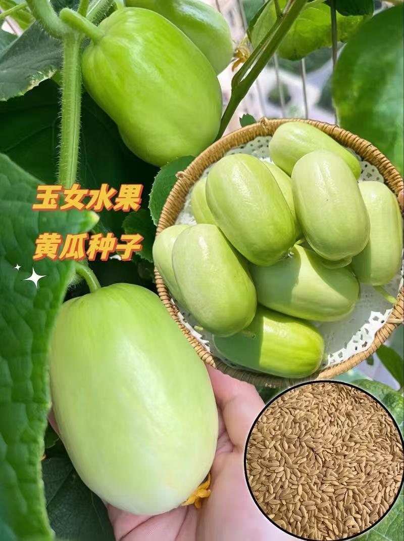 玉女小黄瓜、对接电商平台、支持一件代发、社区团购、快手、