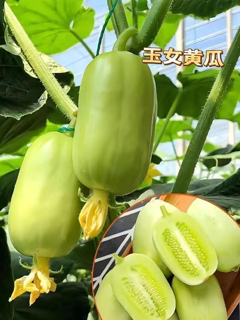 玉女小黄瓜、对接电商平台、支持一件代发、社区团购、快手、
