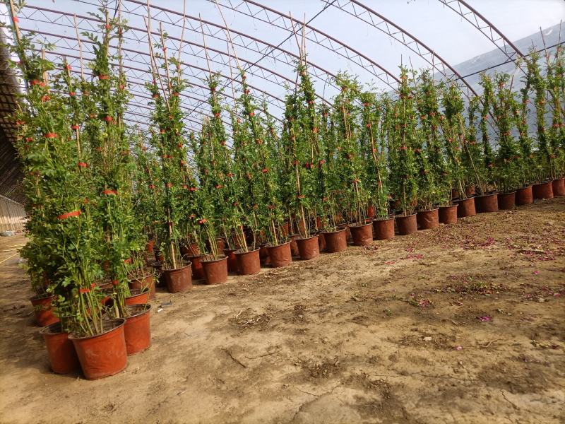 藤本蔷薇蔷薇花基地直销适用于绿化园林和庭院绿化