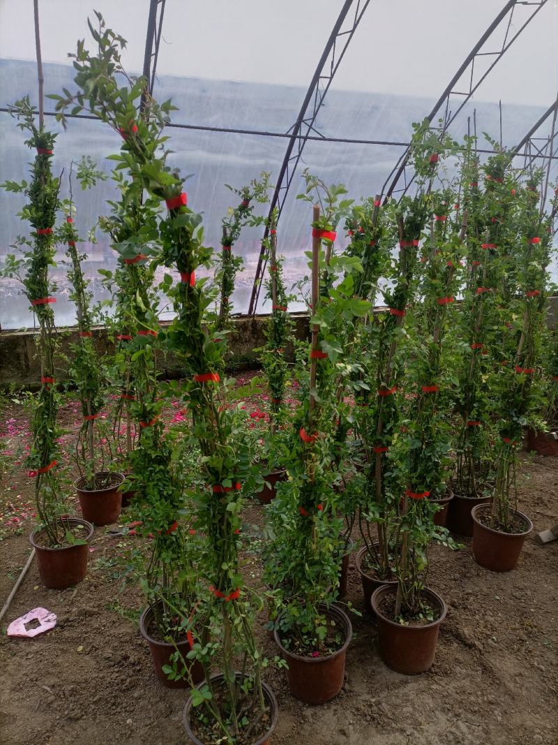 藤本蔷薇蔷薇花基地直销适用于绿化园林和庭院绿化