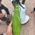 云南精品甜糯玉米棒，精选采摘新鲜发货，货源稳定，欢迎咨询