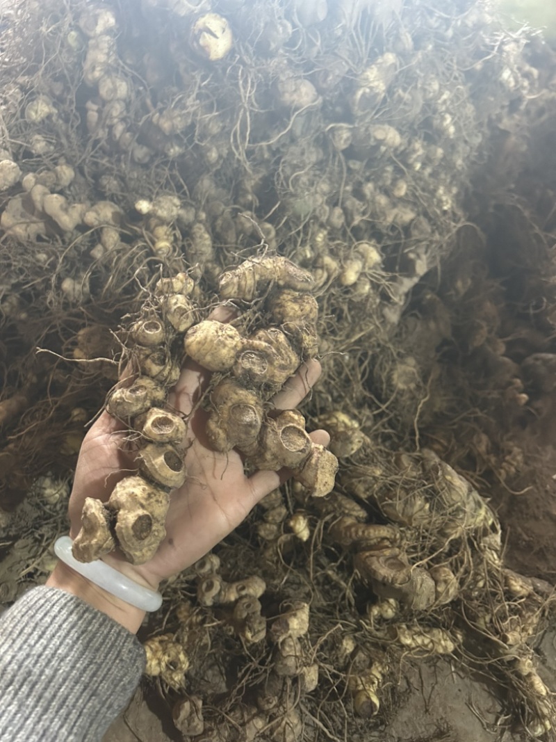 黄精野生黄精姜型多花大块茎深山老黄精一手货源直供
