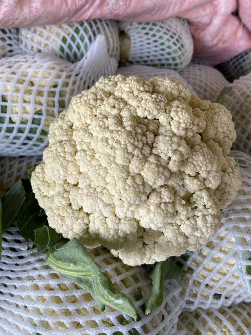 《松花菜》河北昌黎精品菜花/青梗白面松花菜/现货供应中