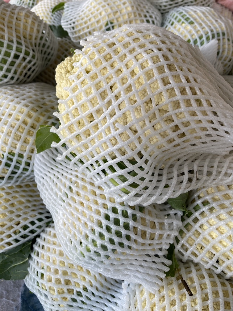 《松花菜》河北昌黎精品菜花/青梗白面松花菜/现货供应中