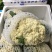 《松花菜》河北昌黎精品菜花/青梗白面松花菜/现货供应中