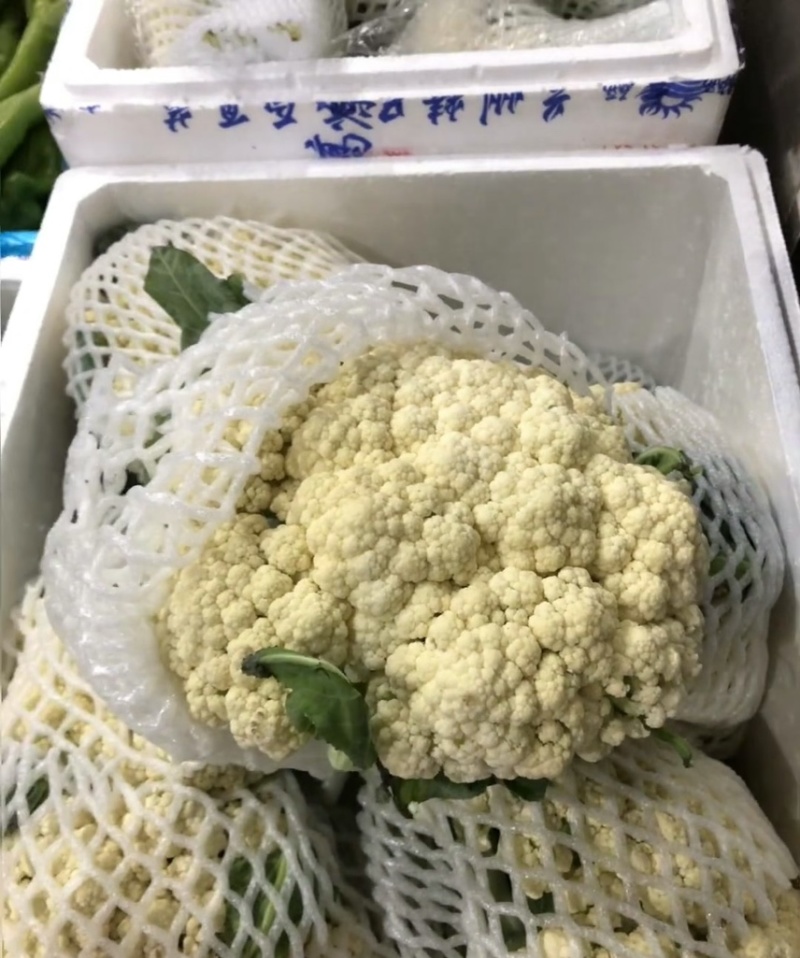 《松花菜》河北昌黎精品菜花/青梗白面松花菜/现货供应中