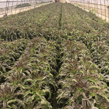 精品大棚莴笋需要的抓紧入手了