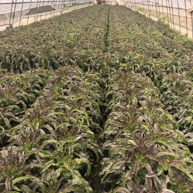 精品大棚莴笋需要的抓紧入手了