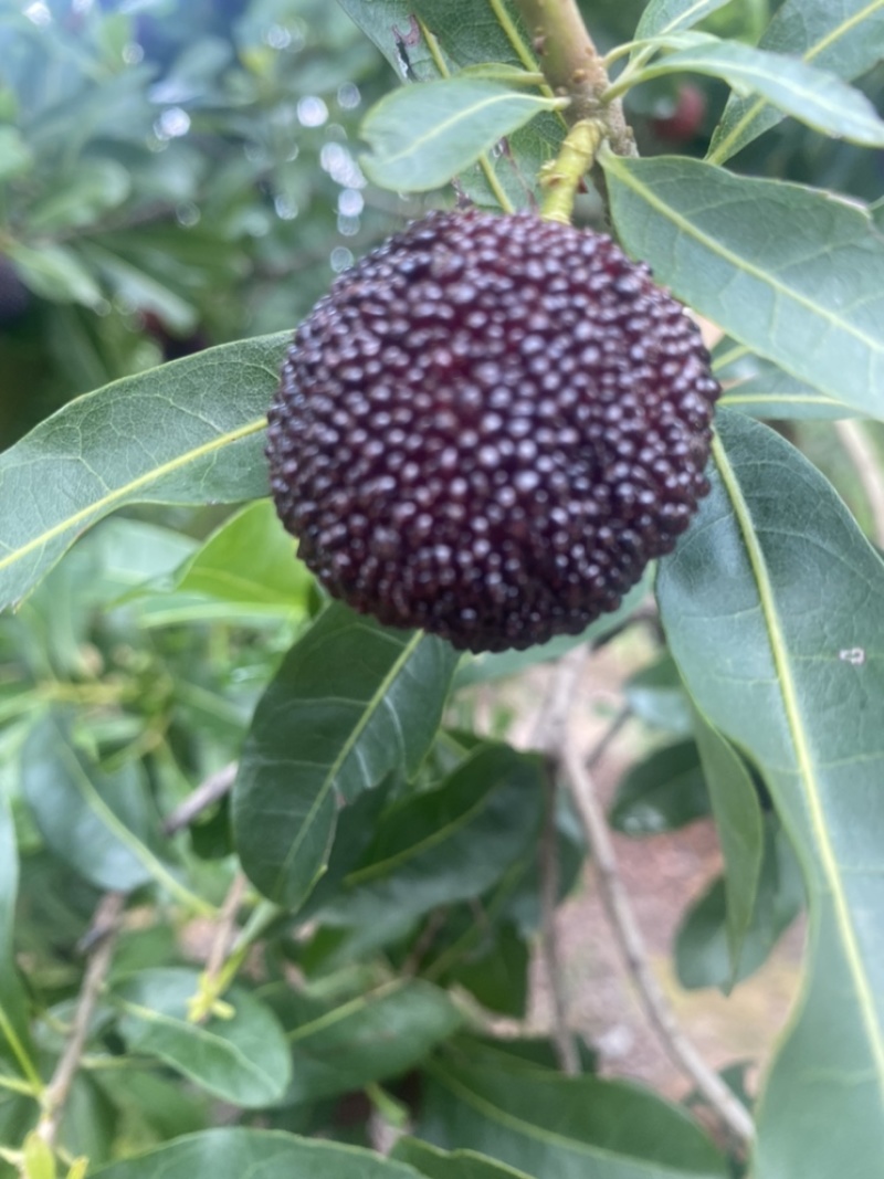 杨梅有需要的老板电。