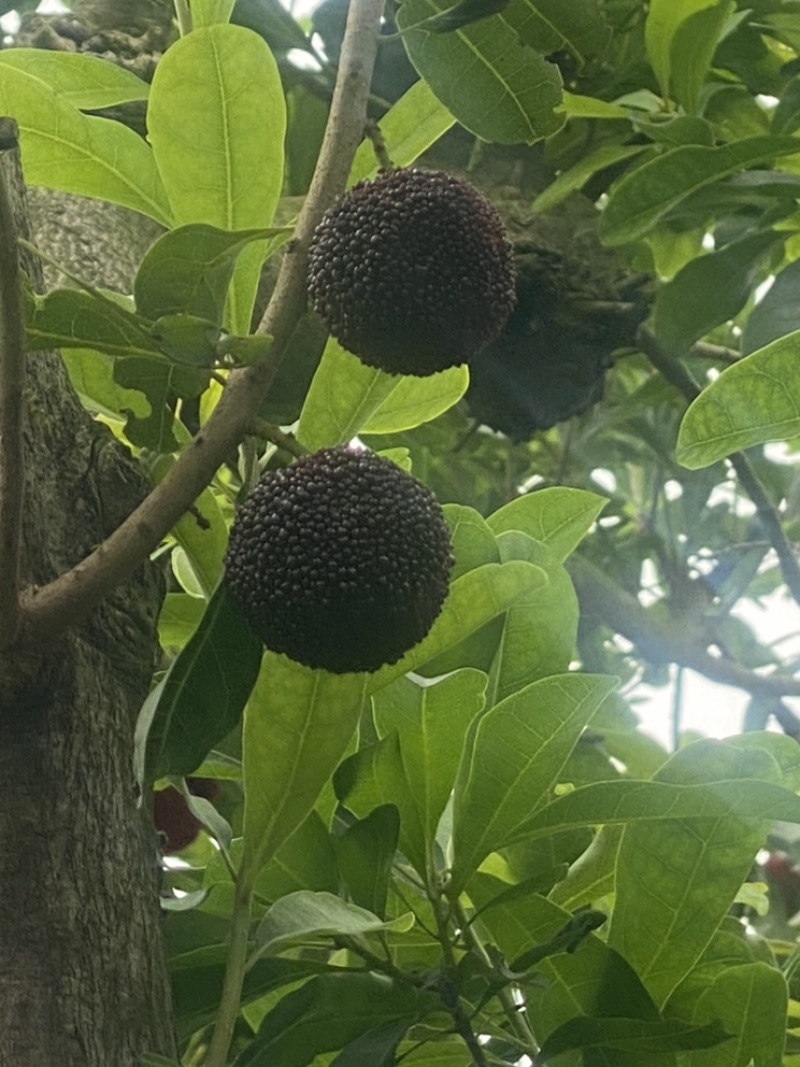 杨梅有需要的老板电。