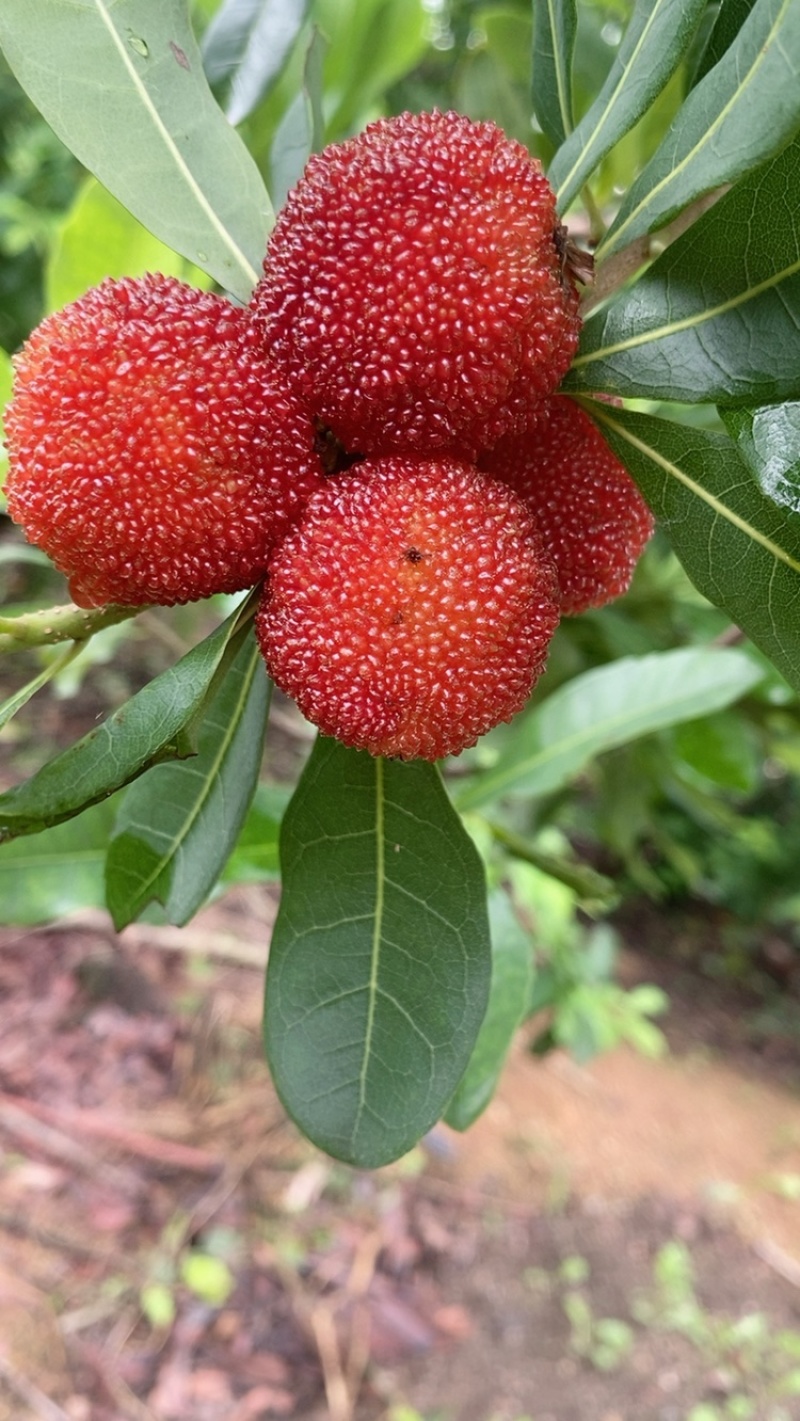 杨梅有需要的老板电。