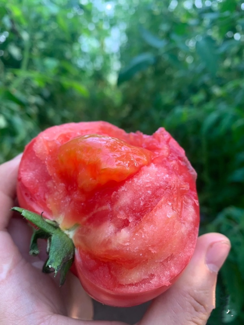硬粉西红柿/大棚沙瓤/品种齐全弧二弧三/产地大量上货中