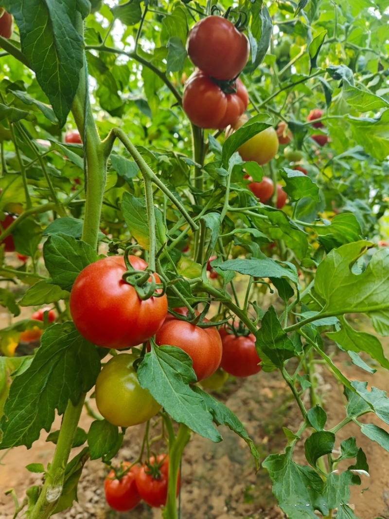 硬粉西红柿/大棚沙瓤/品种齐全弧二弧三/产地大量上货中