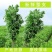 南阳大艾端午艾插门艾