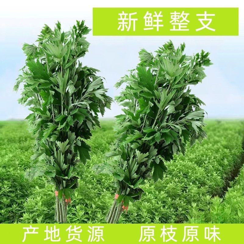 南阳大艾端午艾插门艾