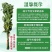 南阳大艾端午艾插门艾
