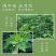 南阳大艾端午艾插门艾