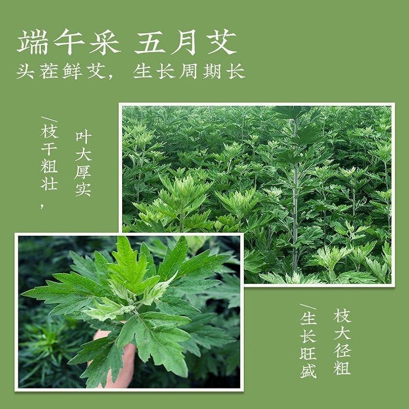 南阳大艾端午艾插门艾