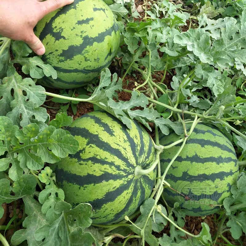 《热卖推荐》云南甜王/无籽甜王/产地直发/全国发货