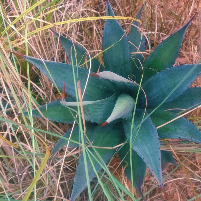 龙舌兰
