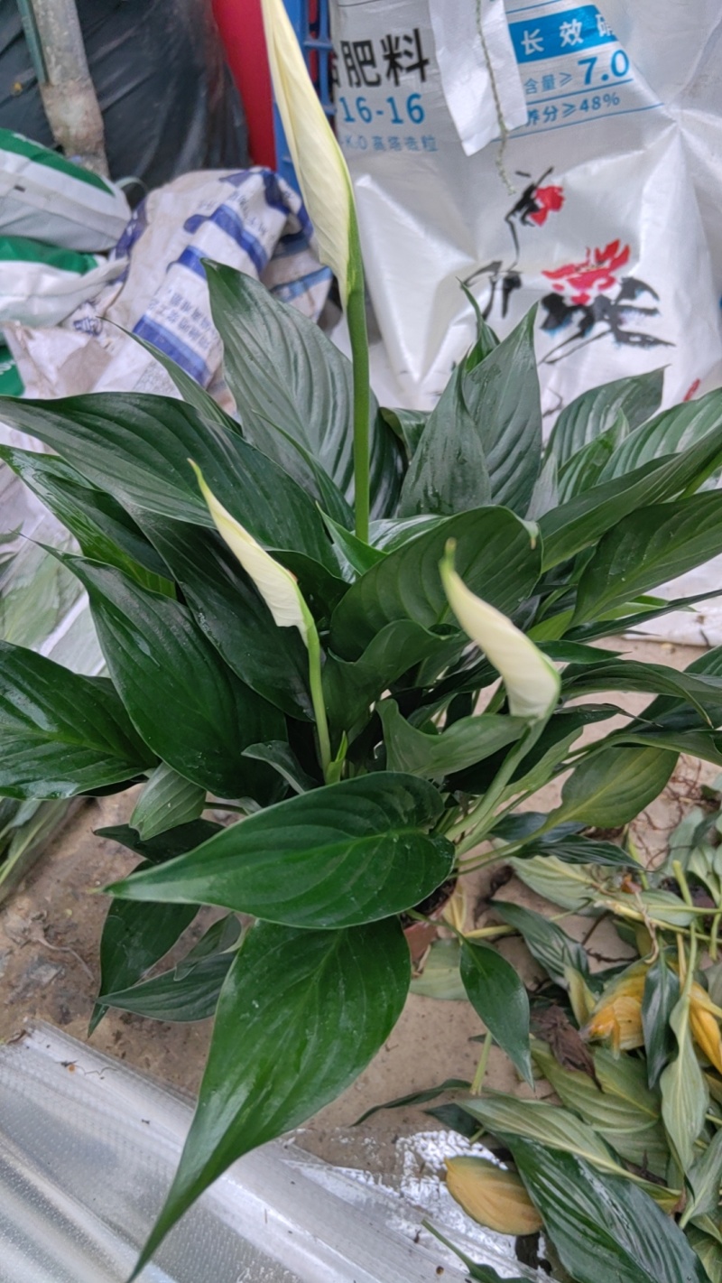 白掌一帆风顺