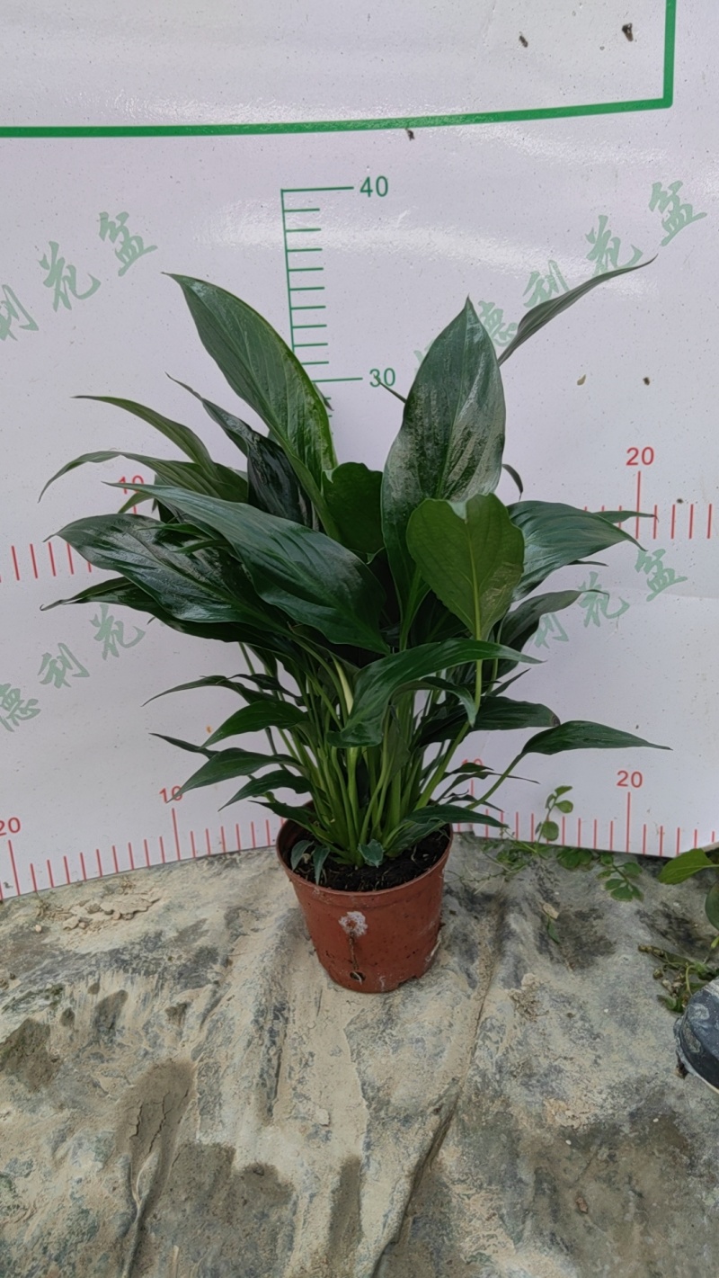 白掌一帆风顺
