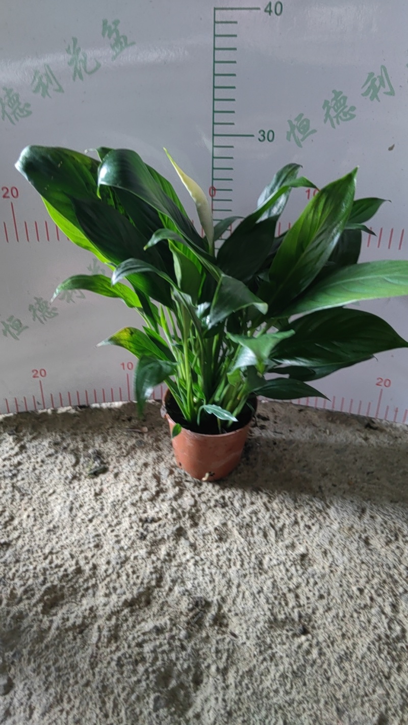 白掌一帆风顺