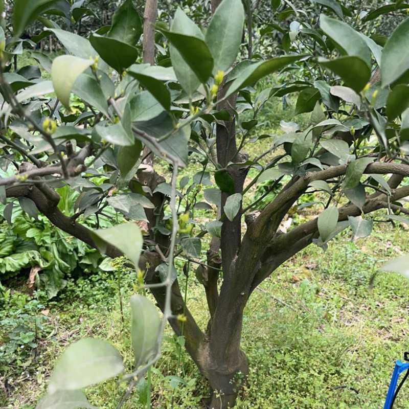 出售各类果树桩头如：耙耙柑树，蜜橘树等～风景树