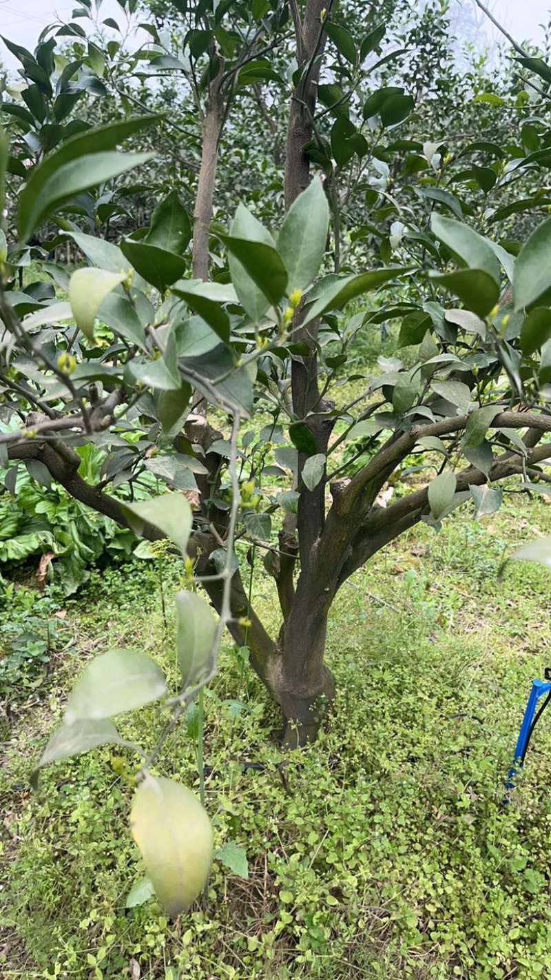 出售各类果树桩头如：耙耙柑树，蜜橘树等～风景树