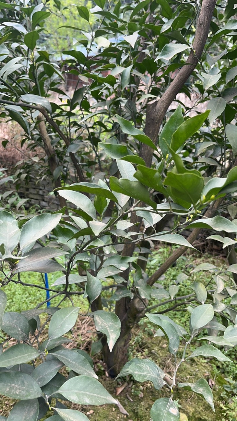出售各类果树桩头如：耙耙柑树，蜜橘树等～风景树