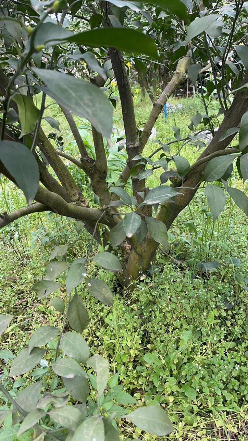 出售各类果树桩头如：耙耙柑树，蜜橘树等～风景树